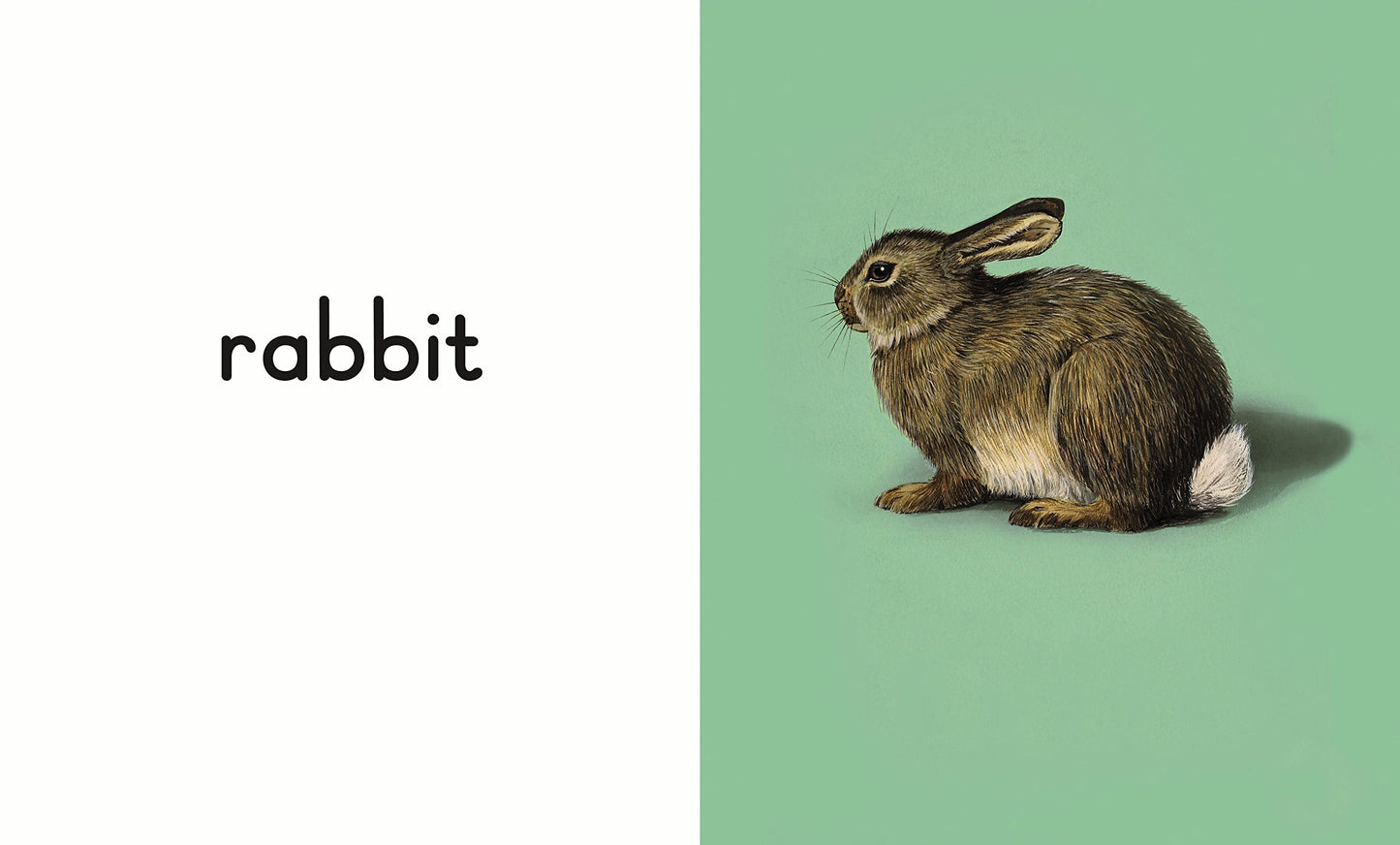 A Ladybird Book: Animals