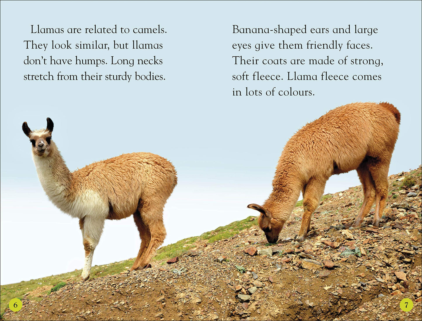 DK Readers Level 2: Llamas