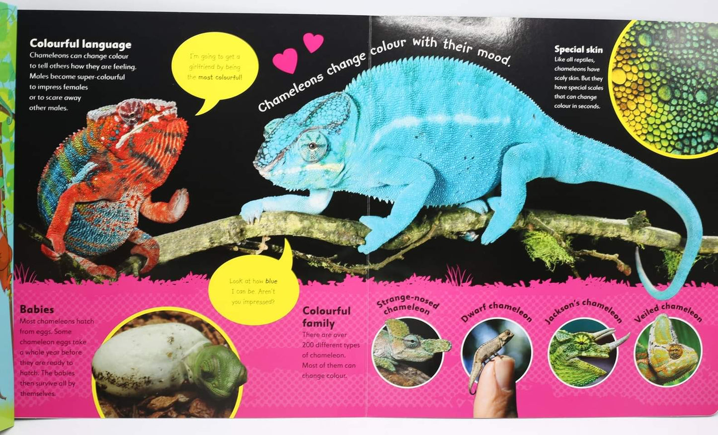 The Incredible Fold-Out Book of Animals