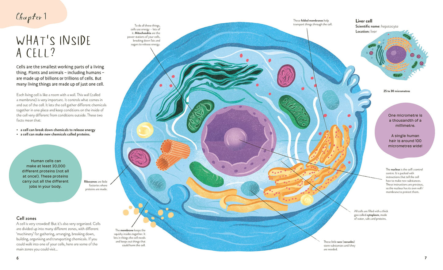 Thirty Trillion Cells