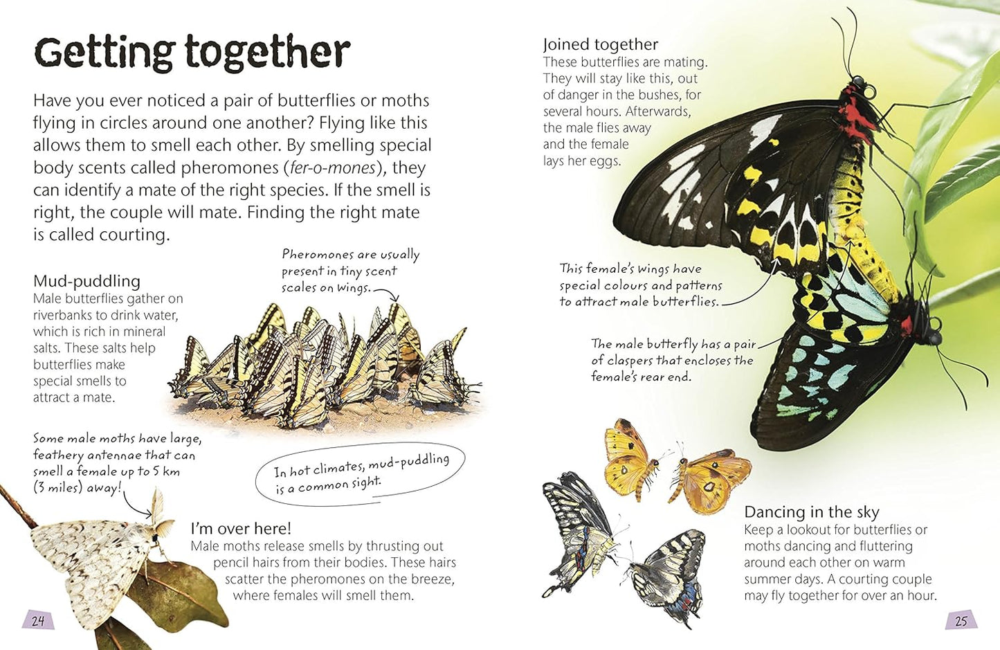 Butterflies and Moths: Explore Nature with Fun Facts and Activities (Nature Explorers)