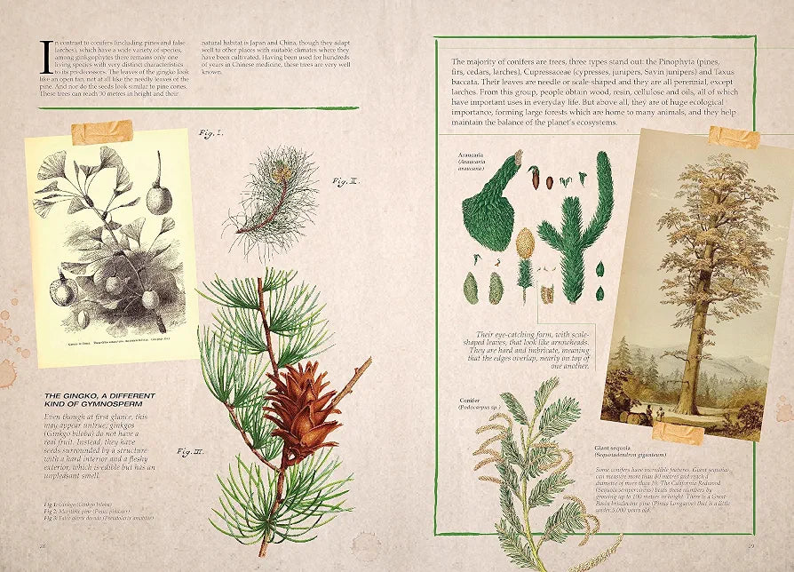 Illustrated Botany: The Virtual Plant Museum