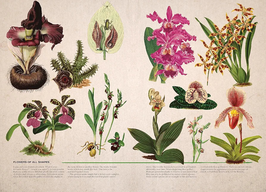 Illustrated Botany: The Virtual Plant Museum